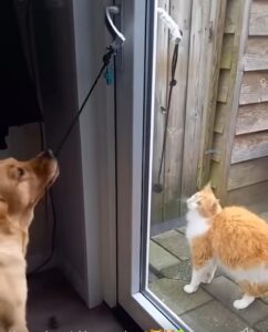 Dog and cat by a sliding door.