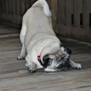 Pug in play bow with head resting on floor.
