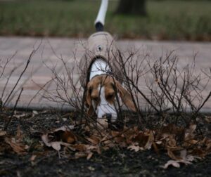 Beagle dog sniffing ground through bare branches.