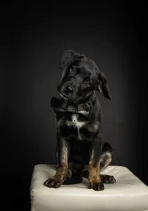 Black dog with bow tie on dark background.
