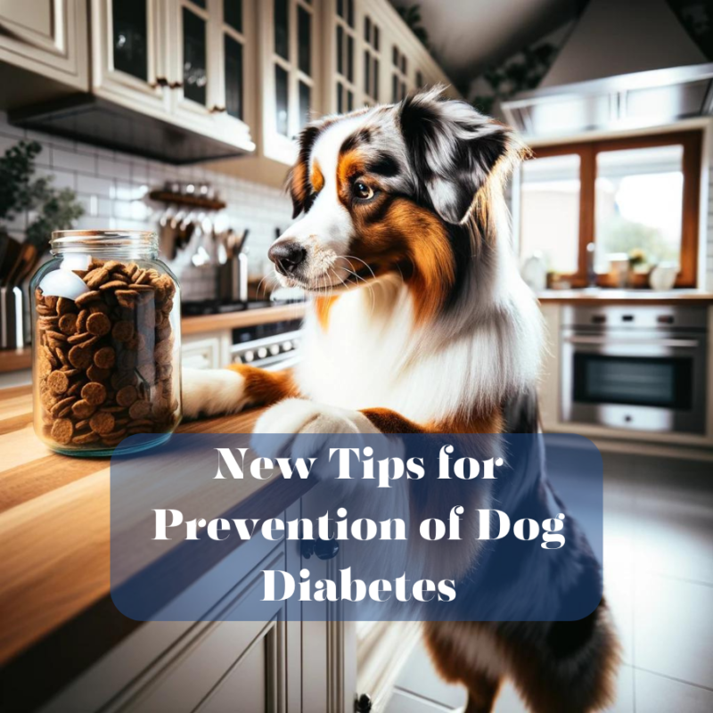 dog trying to get treats on counter