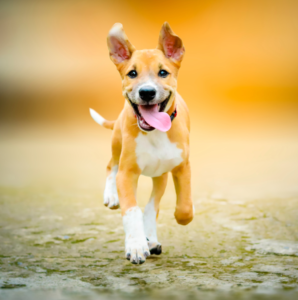 Joyful puppy running outdoors with tongue out.