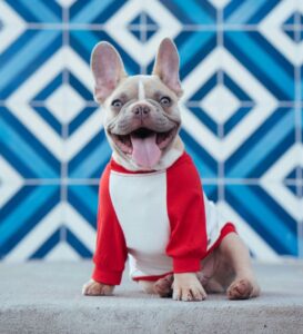Smiling French Bulldog in red hoodie.