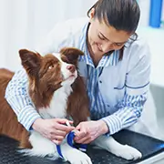 Dog and Puppy Health Topics