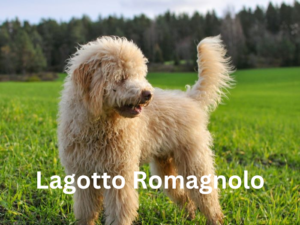Curly-coated Lagotto Romagnolo dog in grassy field.