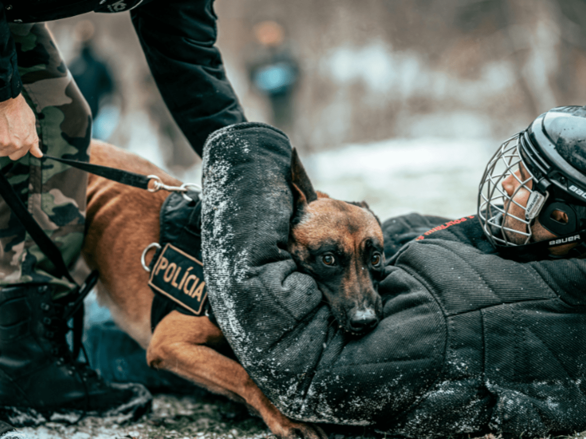 Dog trainer laying on ground hugging police dog