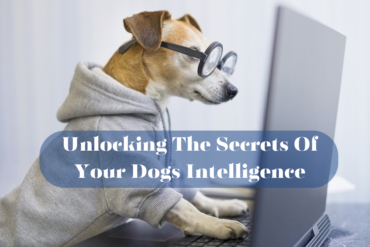 Dog in glasses using computer, educational concept