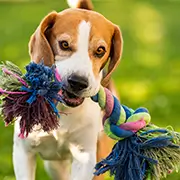 Dog and Puppy Toys Topics