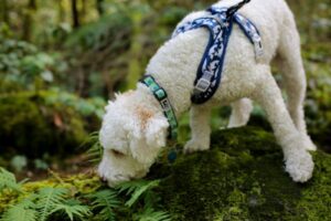 White dog exploring forest with leash on mossy log.